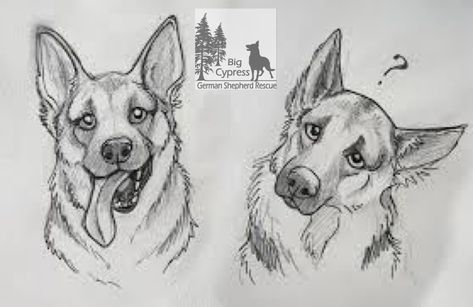 Why Do German Shepherds Tilt Their Head - Wag! Drawings Of Dogs, Face Sketches, Drawing Animals, Dog Sketch, Cute Sketches, Arte Sketchbook, Animal Sketches, Floral Artwork, Arte Animal