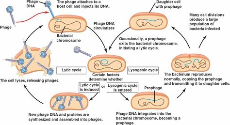 Lytic & Lysogenic viral cycle Gut Biome, Microbiology Study, Medical Laboratory Technician, Mcat Study, Laboratory Technician, Cell Division, Medical Laboratory, Biome, Medical Science