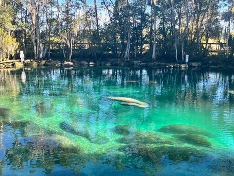 Crystal River Florida, Campfire Stories, Scary Films, Gates Of Hell, Natural Spring, Atlas Obscura, Invasive Plants, Crystal River, Manatees