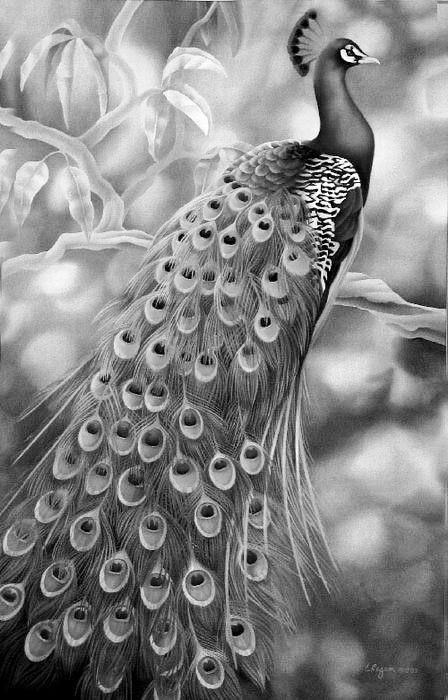 Peacock Drawing Images, Grayscale Art, Peacock Drawing, Scratchboard Art, Grayscale Image, 3d Cnc, Pencil Shading, Adult Colouring Pages, Colouring Pics