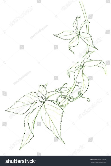 Virginia Creeper Tattoo, Creeper Tattoo, Virginia Creeper Vine, Creepers Plants, Virginia Creeper, Winter Berries, Vine Tattoos, Plant Drawing, Tattoo Idea