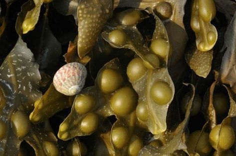 Benefits of Bladder Wrack Bladderwrack Benefits, Dandelion Leaves, Broccoli Sprouts, Sea Vegetables, Wild Harvest, Anti Aging Ingredients, Organic Herbs, Natural Health Remedies, Nutrient Dense