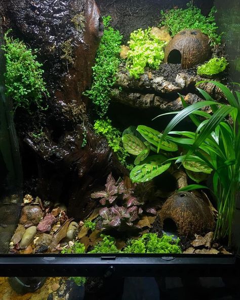 This would be amazing for a chameleon or something. Eyelash Crested Gecko Habitat, Dart Frog Vivarium Ideas, Crested Gecko Vivarium Ideas, Leachie Gecko Enclosure, Bioactive Crested Gecko Terrarium, Crested Gecko Terrarium Ideas, Crested Gecko Terrarium, Crested Gecko Enclosure, Crested Gecko Vivarium