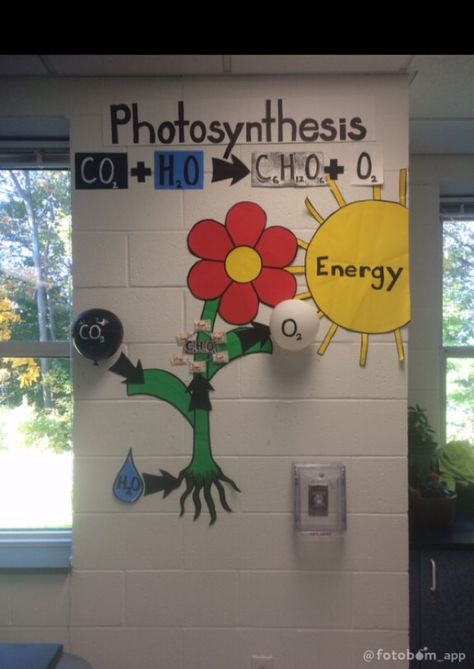 Photosynthesis wall for science classroom Biology Classroom Decorations Ideas, Biology Door Decorations, Science Hallway Decorations, High School Biology Classroom Decorations Ideas, Science Classroom Decorations Highschool, Biology Room Decor Classroom Ideas, Science Exhibition Decoration Ideas, Biology Classroom Decorations, Herbarium File