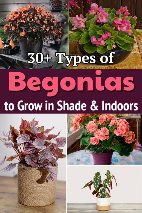 Explore different Begonia Types and add colors in your home decor and gardens with beautiful blooms and variegated foliage! Begonia Indoors Houseplant, Pink Begonias In Pots, Begonia Varieties And Names, Begonia In Pots, Different Types Of Begonias, Weeping Begonia Plant, Types Of Begonias Plants, Begonias In Pots Front Porches, Begonias Landscaping