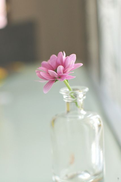 Single Flower In Vase, Love In A Mist, Flower In Vase, Vase Rose, Single Flower, Flower Photos, Flower Power, Little Things, Pink Flowers