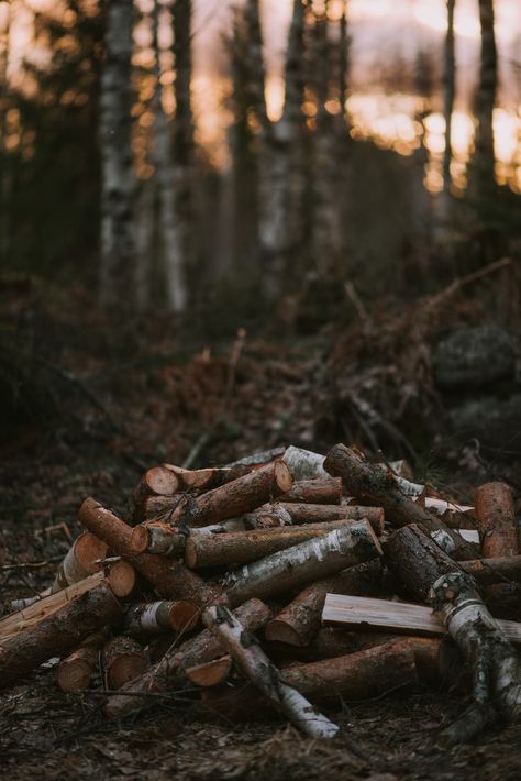 a pile of wood sitting in the middle of a forest photo – Free Image on Unsplash Oil Wallpaper, Earthy Tones Aesthetic, Wood Piles, Autumn Cabin, November Mood, Lodge Aesthetic, Dystopian Aesthetic, Cabin Aesthetic, Wallpaper Winter