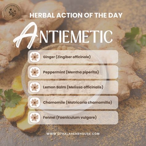 Antiemetic herbs help alleviate nausea and vomiting, whether caused by motion sickness, pregnancy, chemotherapy, or other factors. Antiemetic herbs exert their effects by alleviating nausea and vomiting through various mechanisms: 🌿 Neurotransmitter Regulation: Some antiemetic herbs regulate neurotransmitters like serotonin and dopamine, which play a role in controlling nausea and vomiting. 🌿 Calming Effects: Certain herbs have calming properties that help soothe the stomach and reduce fee... Nepeta Cataria, Reduce Nausea, Zingiber Officinale, How To Relieve Nausea, Herbs Garden, Healing Remedies, Endocannabinoid System, Motion Sickness, Natural Healing Remedies