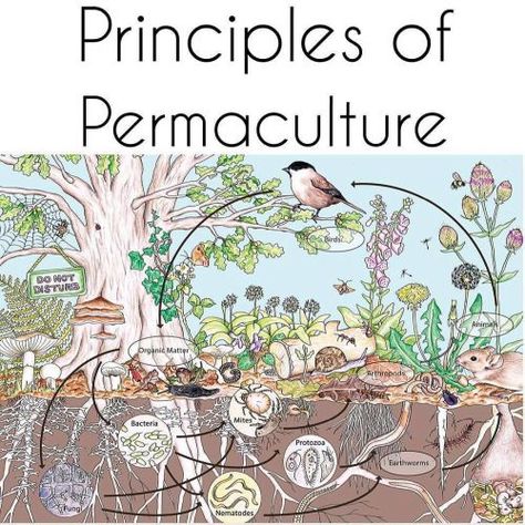 Food Forest Garden, Permaculture Principles, Permaculture Gardening, Permaculture Design, Cedar Point, Food Forest, Forest Garden, Community Gardening, Urban Farming