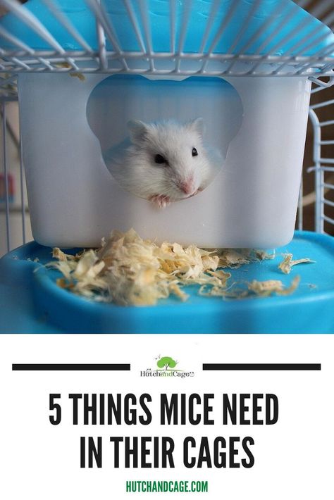 What Do Mice Need In Their Cage? 5 Things Your Pet Mouse Needs. I how to care for pet mice I pet mice care I small animal care I mice information I information on pet mice  I what to do with pet mice I things to know about pet mice I pet mice tips I care tips for pet mice I small pet products I pet mice toys I pet mice products I #mice #pets #smallpets Diy Mice Toys, Fancy Mice, Best Small Pets, Large Hamster Cages, Pet Mouse, Fancy Mouse, Mouse Cage, Pet Rodents, Hamster Care