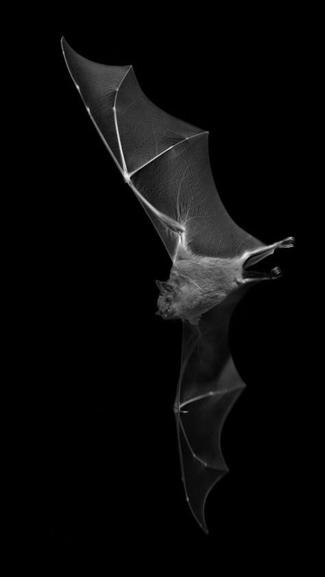 . Scary Bat, Bat Animal, Bat Flying, Bat Tattoo, Bat Art, Albino Animals, Cute Bat, Creatures Of The Night, Foto Art