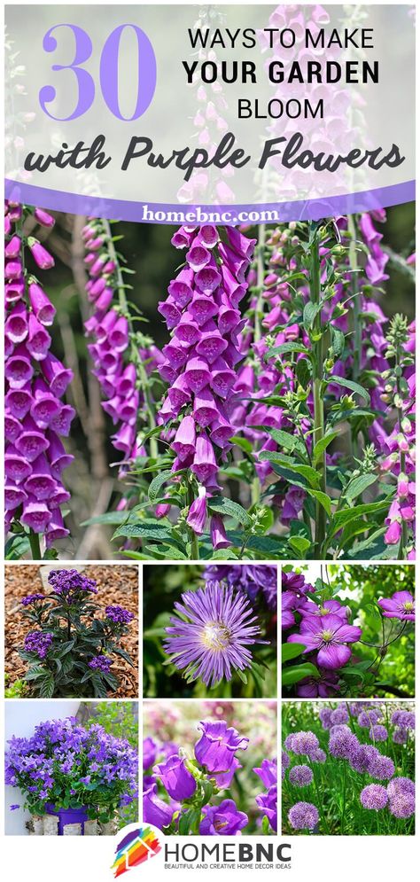 Purple Flowers Tall Purple Flowers, Acer Garden, Types Of Purple, Perennial Flower Garden, Dollar Store Diys, Purple Flowers Garden, Garden Flowers Perennials, Upcycled Garden, Unique Planters