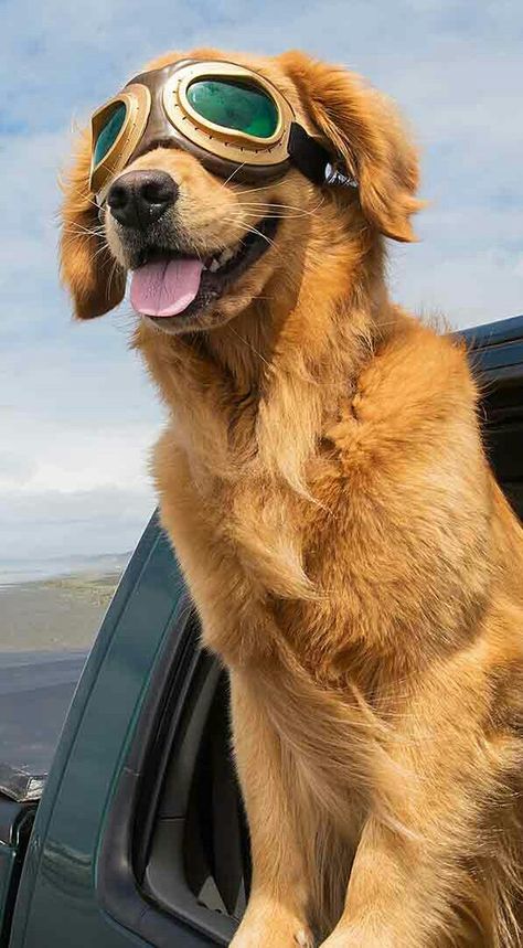 A dog wearing goggles for his ride. (But no collar or safety harness!) Dog With Goggles, Outside Dog Houses, Explorer Hat, Plastic Dog House, Dog Training Barking, Dog Goggles, Dog Gadgets, Expensive Dogs, Dog House Plans