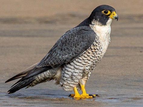 Peregrine Falcon Identification, All About Birds, Cornell Lab of Ornithology Falcon Hunting, Fastest Bird, Flight Feathers, Peregrine Falcon, Shorebirds, Red Cap, Peregrine, All Birds, Birds Of Prey