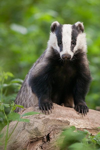 Honey Badger, British Wildlife, Forest Creatures, Primates, Woodland Creatures, Animal Photo, Forest Animals, 귀여운 동물, Woodland Animals