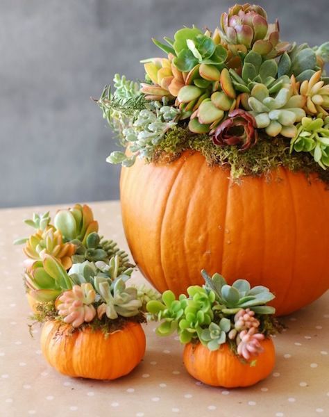 Tips de decoración de otoño con suculentas y calabazas Pot Gardening, Pumpkin Table Decorations, Succulent Pumpkin, Pumpkin Arrangements, Beautiful Pumpkins, Succulent Centerpieces, Pumpkin Flower, Pumpkin Centerpieces, Fall Table Decor