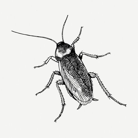 Cockroach Drawing, Insect Illustration, Drawing Vintage, Clipart Black And White, Drawing Videos, Pictures To Draw, Free Psd, Tattoos And Piercings, Public Domain