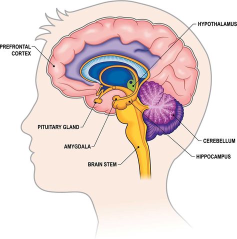 Brain Anatomy and How the Brain Works | Johns Hopkins Medicine Hippocampus Brain, Brain Anatomy And Function, Human Brain Anatomy, Brain Diagram, Neuroscience Art, Brain System, Nursing School Essential, Brain Surgeon, Basic Anatomy And Physiology