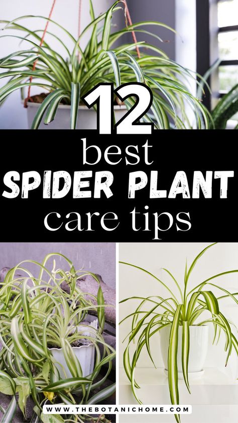 Four images of spider plants growing indoors. Spider Plant Benefits, Spider Plant Propagation, Spider Plant Care, Indoor Plant Care Guide, Best Indoor Hanging Plants, Brown Tips, Indoor Plants Styling, Plant Care Guide, Easy House Plants