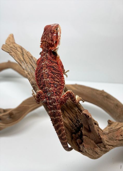 Red Bearded Dragon, Old Dragon, Red Monster, Black Beards, Reptiles Pet, House Of Dragons, Bearded Dragon, Red Dragon, Baby Birth