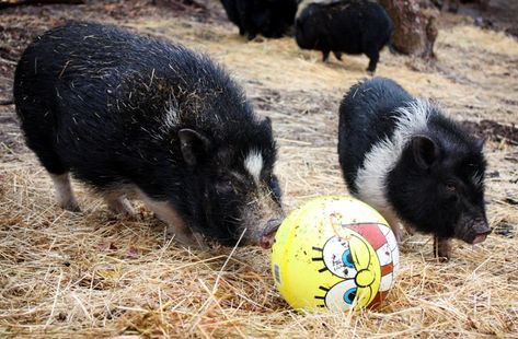 Diy Outdoor Pig Pen, Pig Wallow Ideas, Pig Enrichment Ideas, Toys For Pigs, Pig Enrichment, Mini Potbelly Pigs, Mini Pig Care, Potbelly Pigs, Kune Kune Pigs