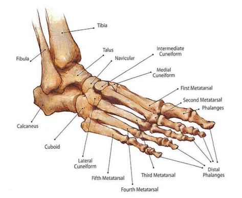 All Yoga Asanas, Ankle Anatomy, Anatomy Images, Foot Anatomy, Anatomy Bones, Skeleton Anatomy, Leg Bones, Yoga Anatomy, Human Body Anatomy