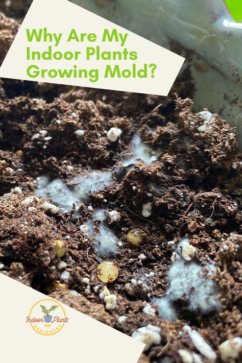 How To Get Rid Of Mold In Plant Dirt, Moldy Soil House Plants, How To Get Rid Of White Mold On Plants, How To Get Rid Of Mold On Plant Soil, House Plant Soil Recipe, Mold In Plant Soil, Plant Mold Remedy, Mold On Plant Soil, Mold On Soil Of Indoor Plants