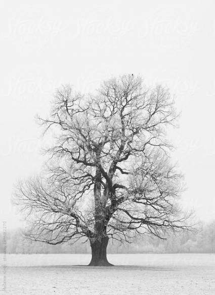 Oak Tree Drawings, Oak Tree Silhouette, Drawing Tree, Oak Tree Tattoo, White Oak Tree, Tattoo Tree, Pine Tree Tattoo, Tree Drawings Pencil, Tree Tattoo Designs