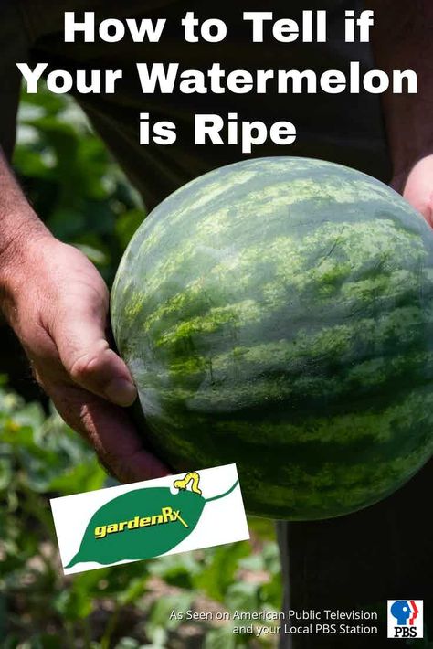 GardenRx: How to Tell if Your Watermelon is Ripe / PBS-TV’s Garden Rx starring Loren Nancarrow reveals how to know when your watermelon is ripe and ready to pick.  #gardenrx #cuprockdiy #gardening Garden Problems, Garden Solutions, Organic Garden, Lawn And Garden, Organic Gardening, How To Know, Garden Ideas, To Tell, Watermelon