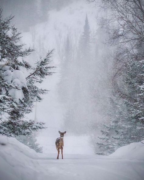 Deer In Snow Aesthetic, Snow Landscape Photography, Carian Cole, Dark Winter Aesthetic, Winter Snow Aesthetic, Deer In Snow, Catherine Cowles, Deer Snow, Lightroom Edit