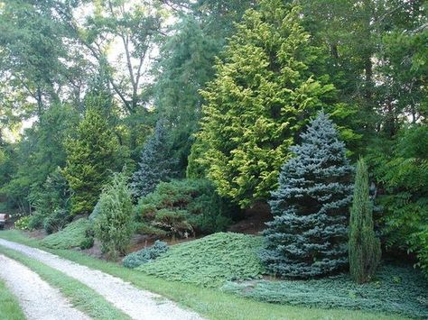 columnar trees zone 3 - Google Search: Landscape Berm, Evergreen Landscape Front Yard, Evergreen Landscape, Conifers Garden, Privacy Trees, Evergreen Garden, Privacy Landscaping, Pergola Design, Garden Shrubs