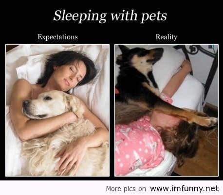 Humor Animal, Expectation Reality, Psy I Szczenięta, Expectation Vs Reality, Pictures Of The Week, Sleeping Dogs, Dog Memes, 귀여운 동물, Animal Memes