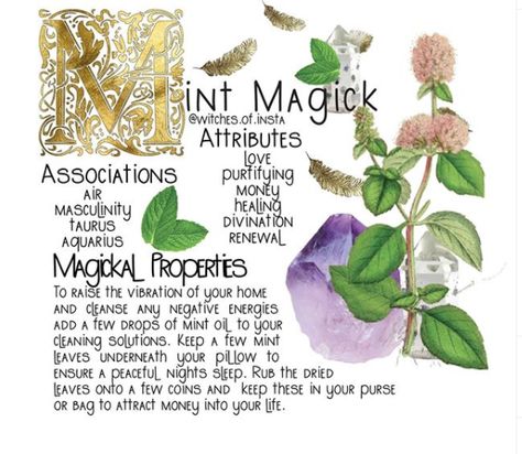 Dried Lemon Balm, Lemon Balm Plant, Tea With Lemon, Modern Day Witch, Modern Witchcraft, Taurus And Aquarius, Magickal Herbs, Witch Herbs, Plant Magic