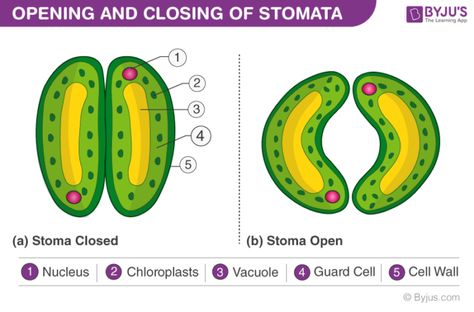 Stomata Diagram, Plant Physiology, Plant Cell, Cell Wall, Parts Of A Plant, Plant Lighting, Biology, Anatomy, I Hope