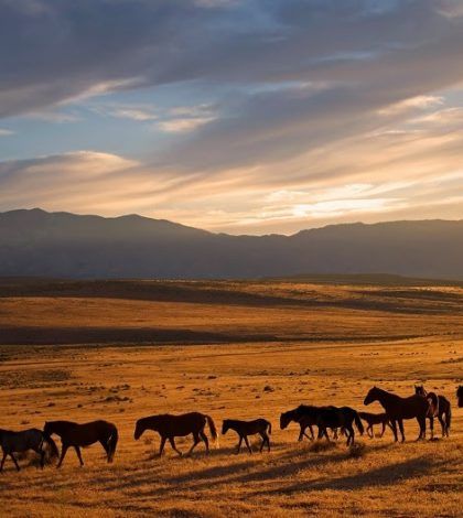 Calving Season, Northern Nevada, Reno Tahoe, Reno Nevada, Wild Mustangs, Architectural Photographers, South Lake Tahoe, Nature Conservation, Photography Workshops