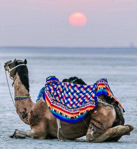 The Rann of Kutch. Ran Of Kutch Photography, Rann Of Kutch Photography, Kutch Photography, Great Rann Of Kutch, Chania Choli, Rann Of Kutch, Iskcon Krishna, India Travel Places, Yoga Facts