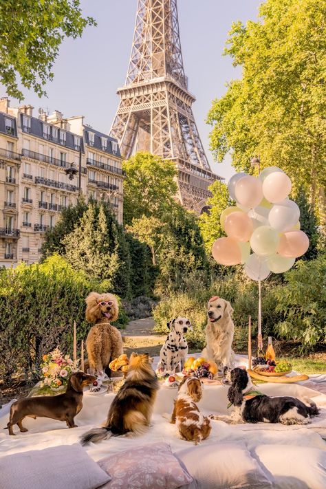 Eiffel Tower Picnic, Parisian Picnic, Spring In Paris, Springtime In Paris, Gray Malin, Adventure Lifestyle, Cute Dog Pictures, Cute Animals Images, Fine Art Photography Print