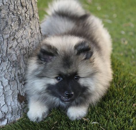 Keeshond Puppies for Sale - Available | ERBEKEES-KEESHONDEN Keeshond Puppy, Keeshond Dog, Pomeranian Mix, Puppy Find, German Spitz, Pet Corner, Happy Puppy, Dog Names, Puppies For Sale