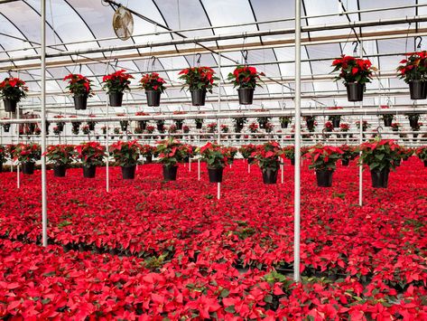 Poinsettia Care, Commercial Greenhouse, Poinsettia Plant, Plant Growing, How To Grow Taller, After Christmas, Plant Lady, Poinsettia, Plant Care