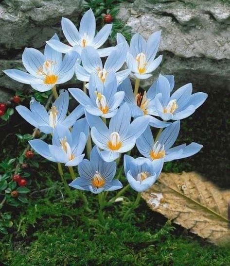 Saffron Seeds, Flowers Balcony, Seed Pots, Crocus Flower, Balcony Plants, Flower Bulbs, Flower Bomb, Chinese Garden, Spring Bulbs