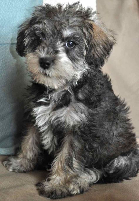 Schnoodle designer dog breed - miniature and giant Schnoodles breed info Miniature Schnoodle, Mini Schnoodle, Schnoodle Puppy, Schnoodle Dog, Schnauzer Breed, Designer Dogs Breeds, Designer Dogs, Hybrid Dogs, Hypoallergenic Dogs