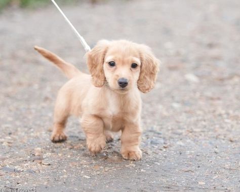 Mini Long Hair Dachshund pup.exactly how my baby boy Bolt looked like when we got him #Labrador #Retriever #puppy Long Hair Dachshund, Daschund Puppies, Dachshund Breed, Baby Dachshund, Dachshund Funny, Long Haired Dachshund, Miniature Dachshund, Weenie Dogs, Dachshund Puppies