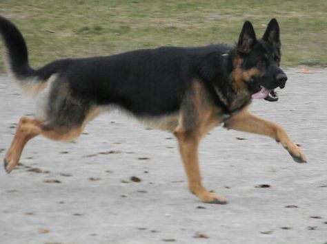 Blanket black and tan german shepherd (i love the darker ones) German Shepherd Blanket Back, Black And Tan German Shepherd, Blanketed German Shepherd, German Shepherd Photography, German Shepherd Mom, Black German Shepherd, Belgian Malinois, Dog Boarding, German Shepherd Puppies