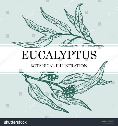 Logo with eucalyptus blossom branches and text. Natural product. Monochrome floral banner for logo of natural cosmetics or herbal shop. Stock vector illustration. #Ad , #sponsored, #product#Natural#floral#Monochrome Eucalyptus Logo, Eucalyptus Blossom, Herbal Shop, Find Logo, Floral Banners, Print Designs Inspiration, Natural Cosmetics, Stock Vector, Vector Illustration