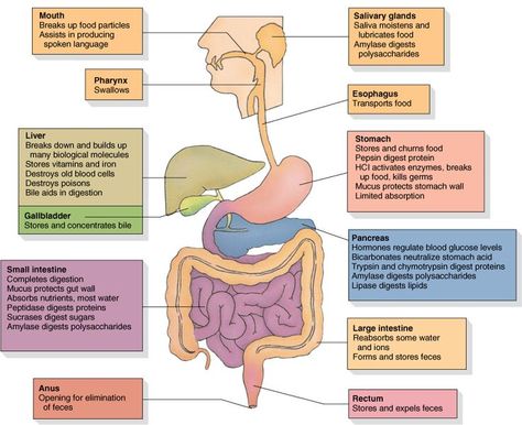 1000+ ideas about Human Digestive System on Pinterest | Body ... Digestive System Parts, Anatomi Dan Fisiologi, Digestive System Model, Digestive System Diagram, Digestive System Worksheet, Digestive System Anatomy, Gi System, Digestive System Function, Human Digestive System