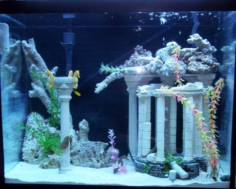 Seahorse Aquarium Set Up | well i just want picture of everyones tank just so i… Sand Fish Tank, Atlantis Fish Tank, Seahorse Aquarium, Pretty Fish Tank Ideas, Seahorse Tank, Pretty Fish Tank, Cool Fish Tank Decorations, Crystal Fish Tank, Fish Tank Castle