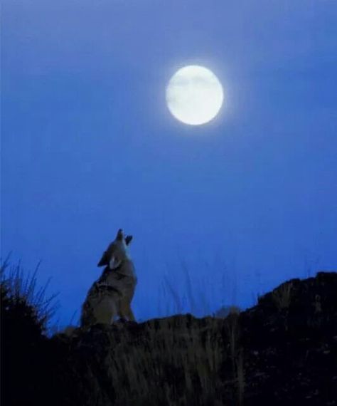 Moon Coyote Howling, Wolf Howling At The Moon, Wildlife Wall Art, Howling At The Moon, Magnolia Park, Howl At The Moon, Dancing In The Moonlight, Wolf Howling, A Wolf