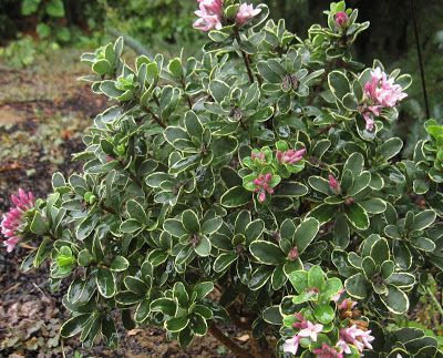 Daphne Shrub, Daphne Plant, Michigan Winter, Plants And Gardening, Shade Loving Perennials, Summer Flowers Garden, Bush Plant, Rule Of Three, Alpine Plants