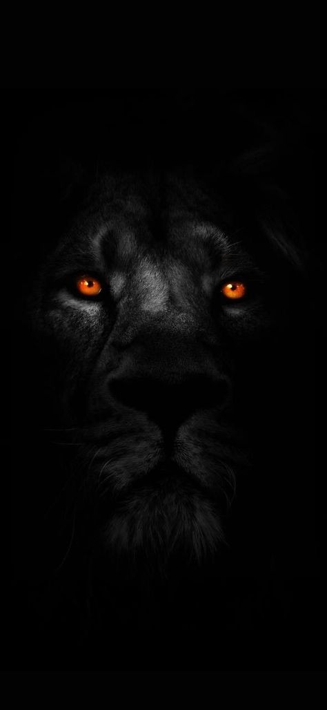 Lion Wallpaper Iphone, Lion Hd Wallpaper, Lion Live Wallpaper, Wild Animal Wallpaper, Lion Artwork, Lions Photos, Lion Photography, Amoled Wallpapers, Black Wallpaper Iphone Dark