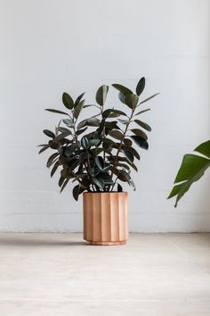 Billy Cotton, Big Indoor Plants, Tree Pot, Clay Planters, Areas Verdes, Ficus Elastica, Table Decor Living Room, Rubber Plant, Interior Plants